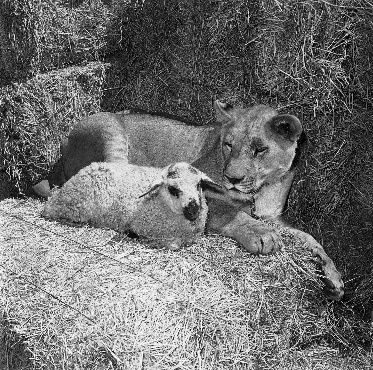 Animals Unusual Combos